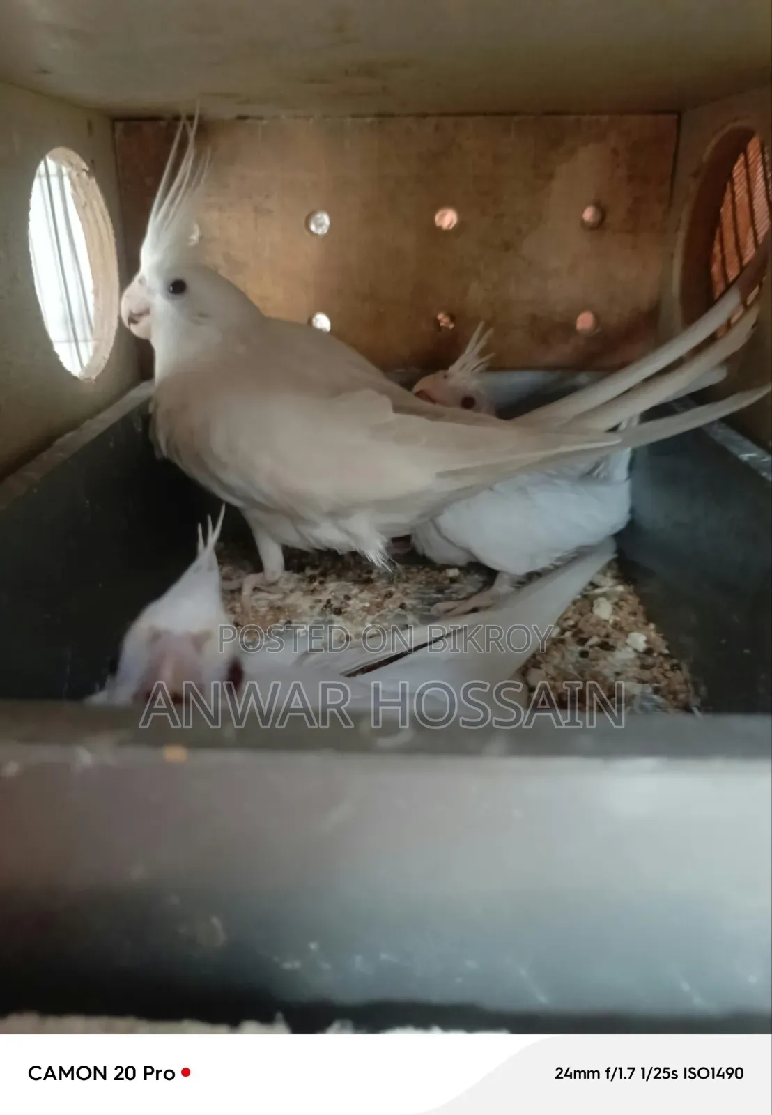 কোকাটেল জোড়া বিক্রি হবে