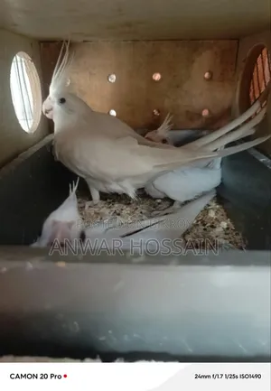 কোকাটেল জোড়া বিক্রি হবে
