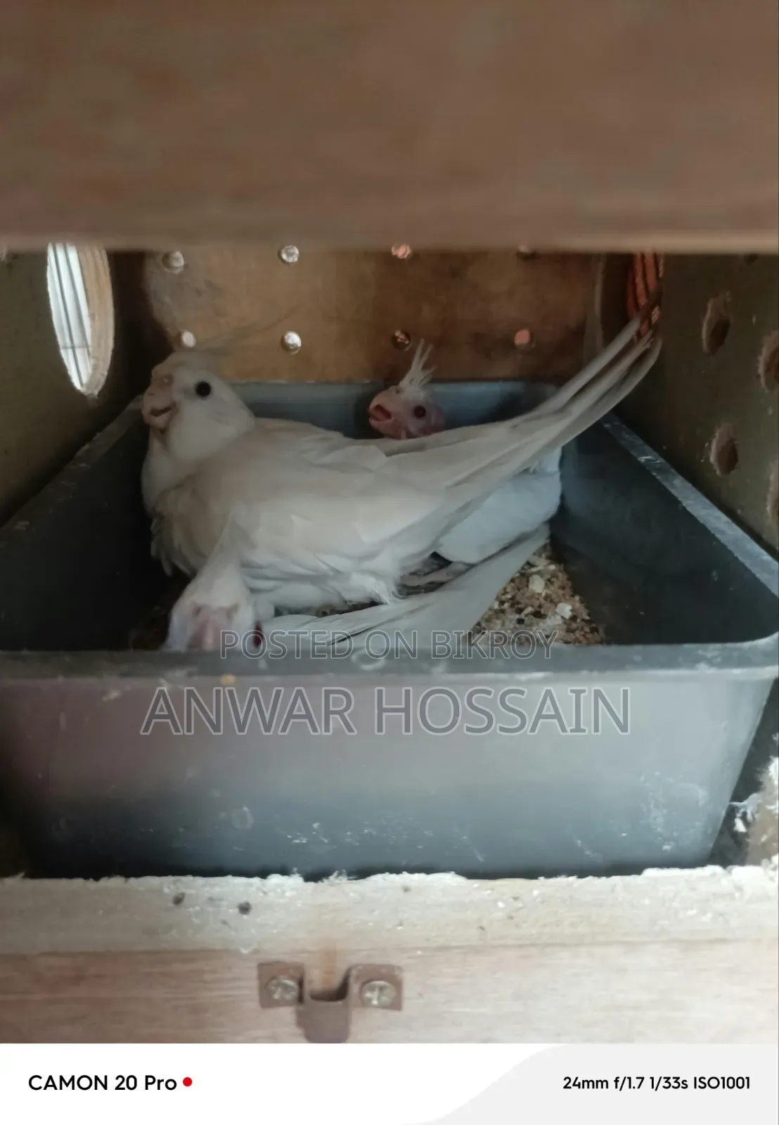 কোকাটেল জোড়া বিক্রি হবে