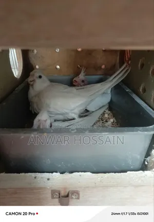 কোকাটেল জোড়া বিক্রি হবে