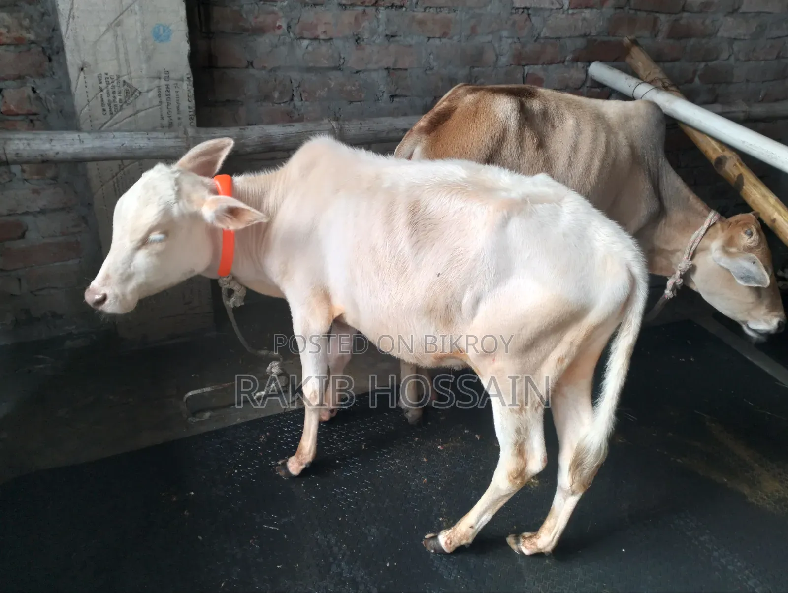 হাসা ভুডি