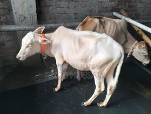 হাসা ভুডি