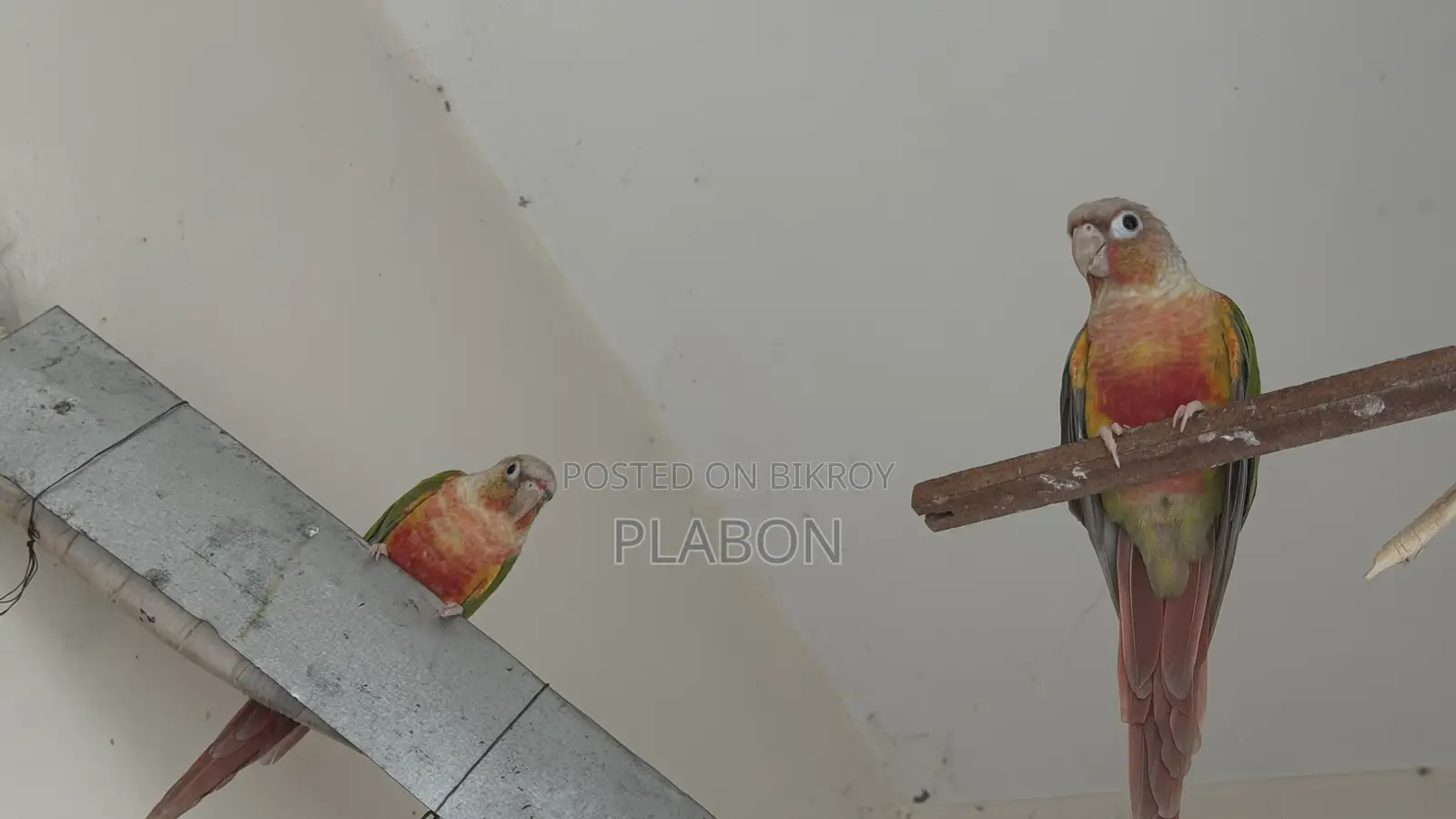 Red Factor Pineapple Conure Breeding Pair