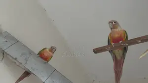 Red Factor Pineapple Conure Breeding Pair