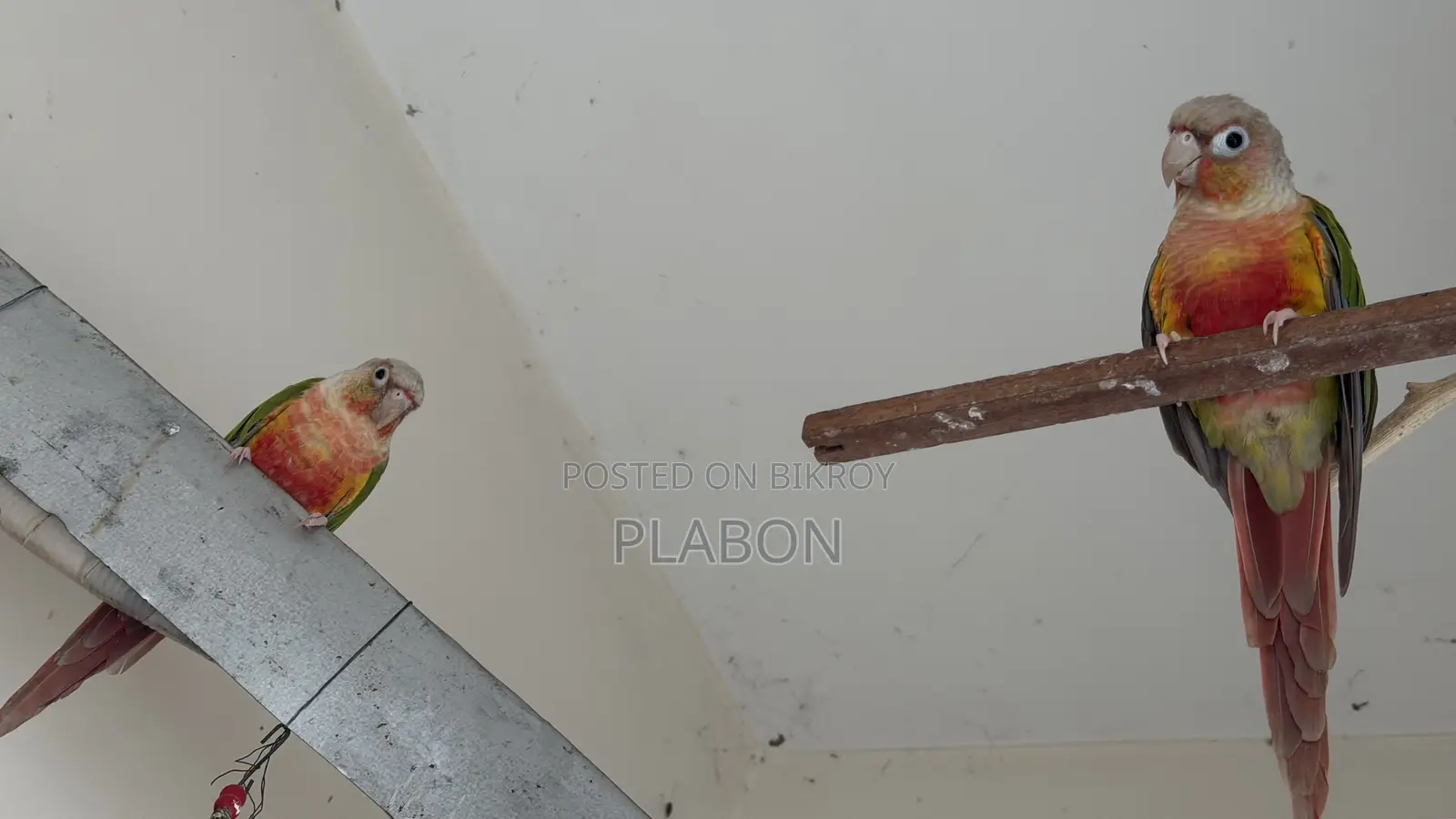 Red Factor Pineapple Conure Breeding Pair