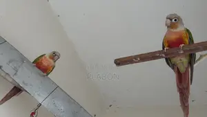 Red Factor Pineapple Conure Breeding Pair
