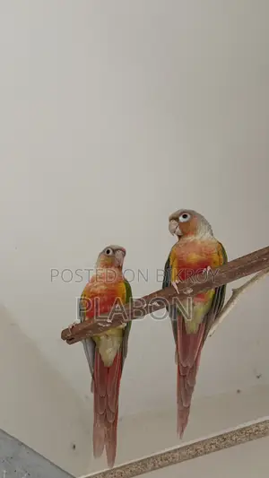 রেড ফ্যাক্টর পাইনঅ্যাপল কোনুর ব্রিডিং জোড়া