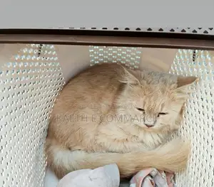 ৬-১২ মাস বয়সী ফিমেল পিওরব্রেড পার্সিয়ান