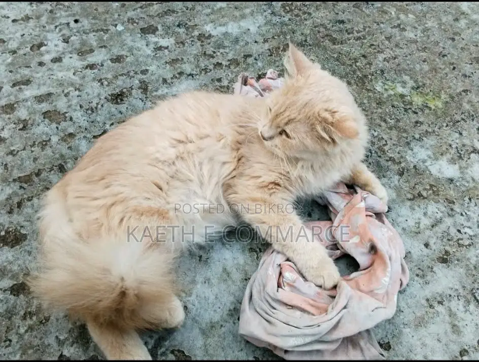 6-12 Months Female Purebred Persian