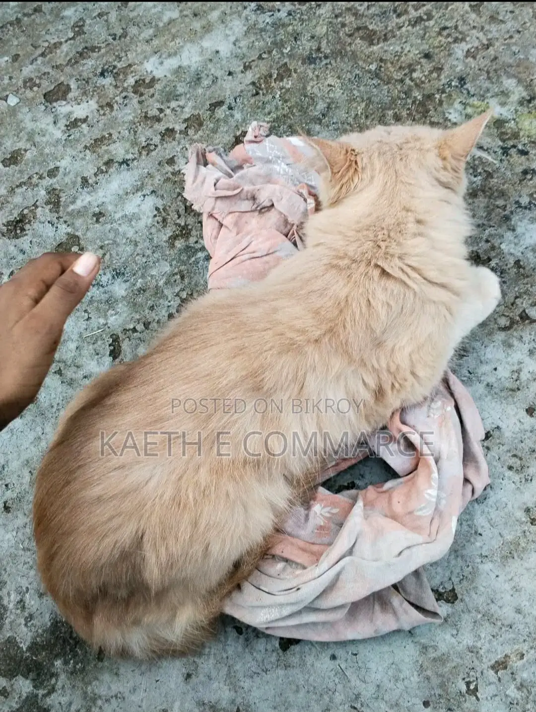 6-12 Months Female Purebred Persian