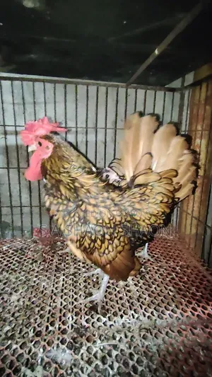 গোল্ডেন সেব্রাইট