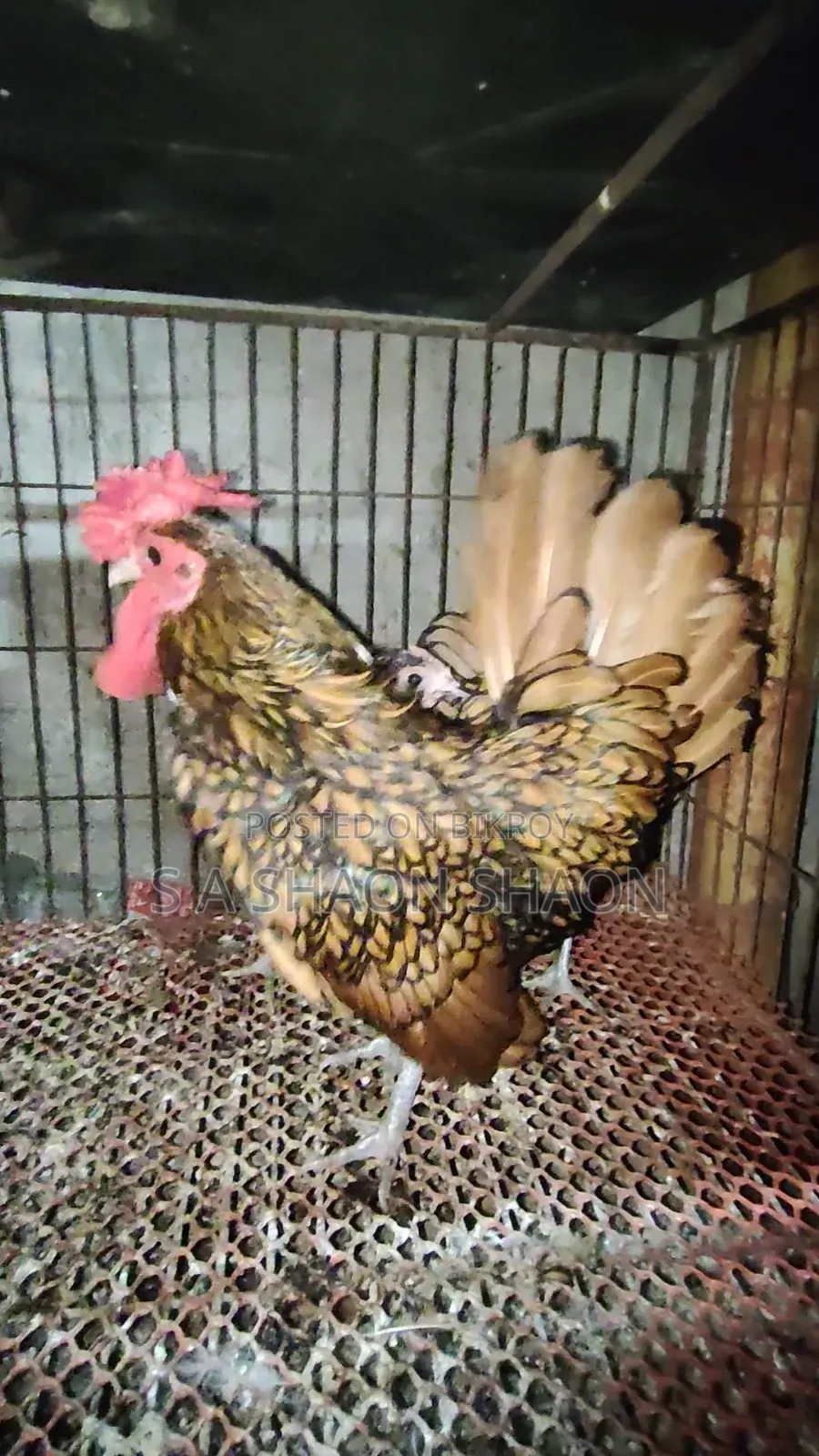 গোল্ডেন সেব্রাইট