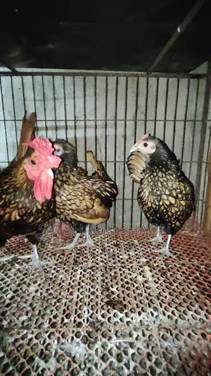 গোল্ডেন সেব্রাইট