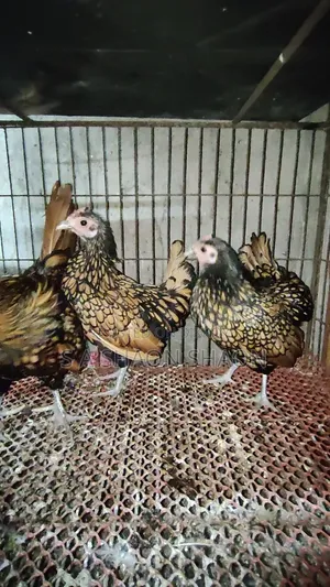 গোল্ডেন সেব্রাইট