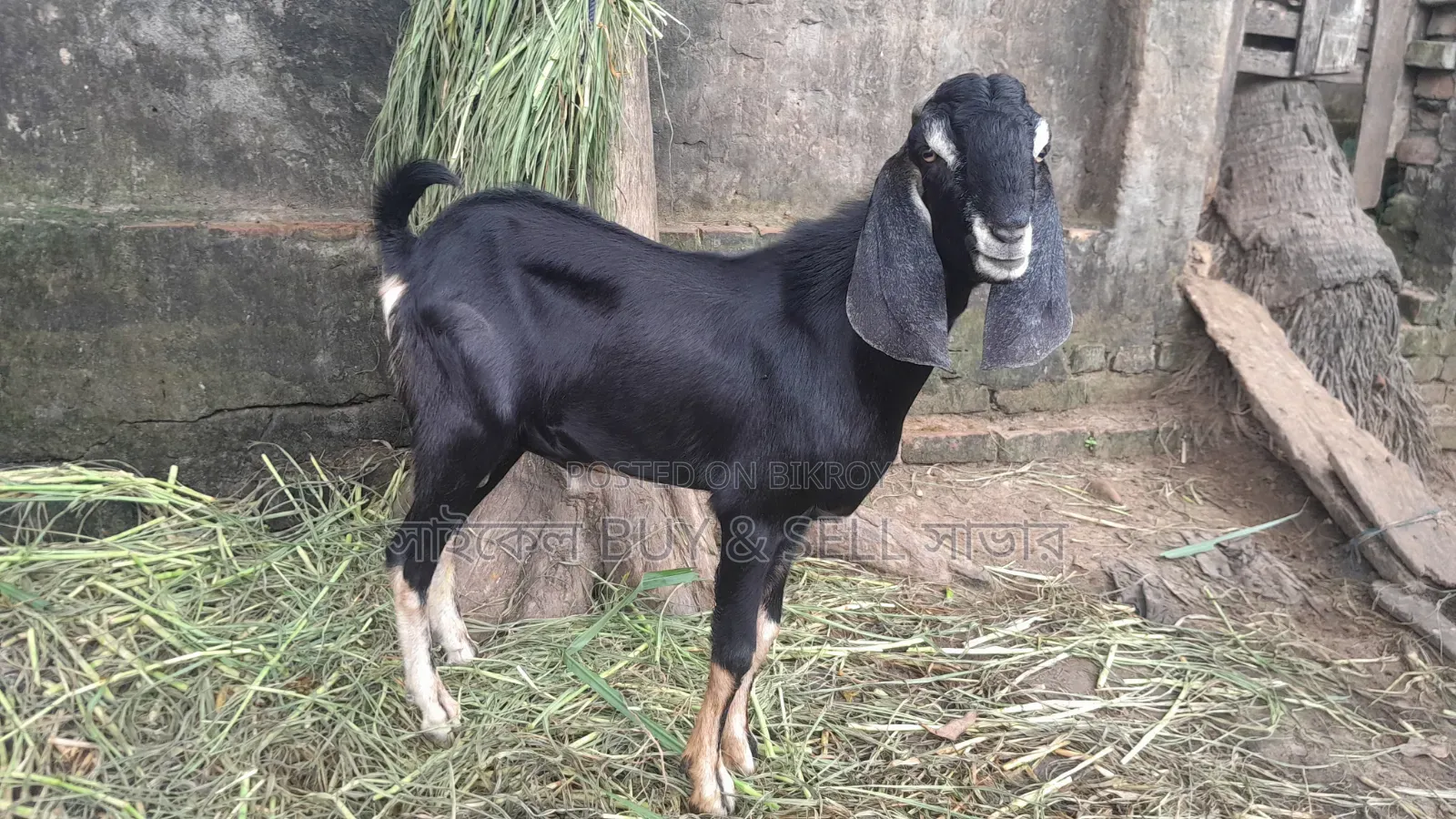 Male Goat for Sale