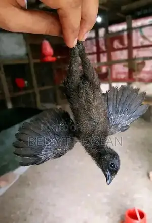 অরিজিনাল কদাকনাথ মুরগি