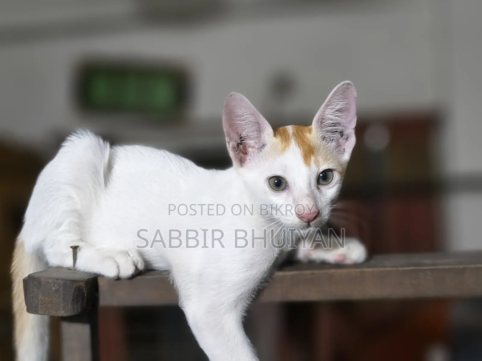 1-3 months Female Mixed Breed Bengal
