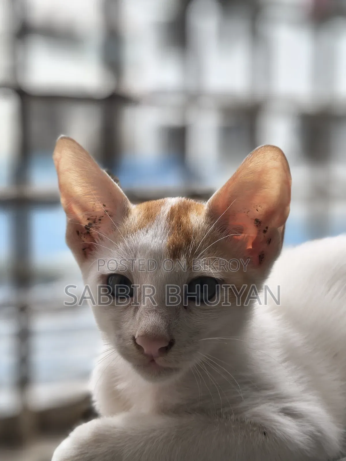 1-3 months Female Mixed Breed Bengal