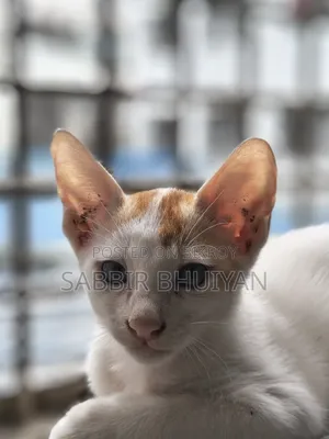 1-3 months Female Mixed Breed Bengal