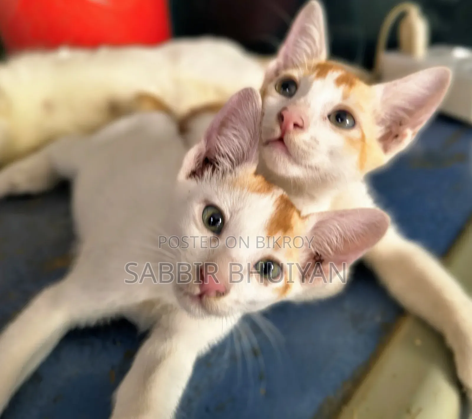 1-3 months Female Mixed Breed Bengal