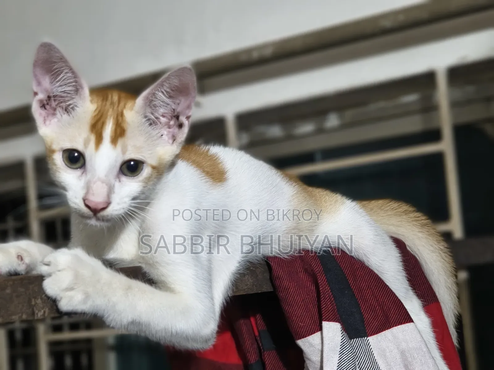 1-3 months Female Mixed Breed Bengal
