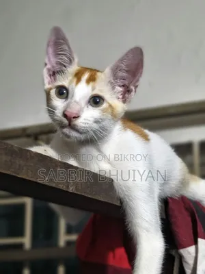 1-3 months Female Mixed Breed Bengal
