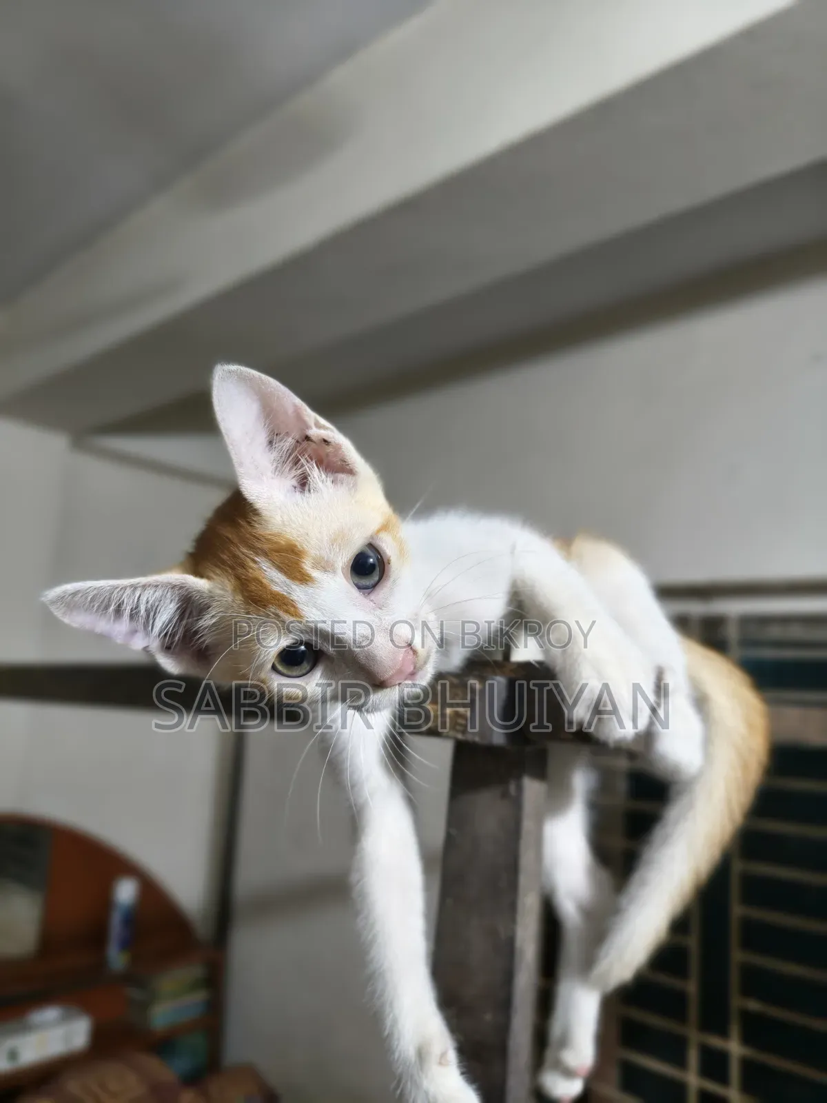 1-3 months Female Mixed Breed Bengal