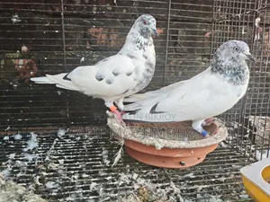 গিরিবাজ কবুতর। রানিং পেয়ার।