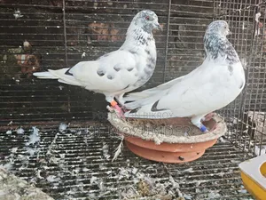 গিরিবাজ কবুতর। রানিং পেয়ার।