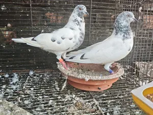 গিরিবাজ কবুতর। রানিং পেয়ার।