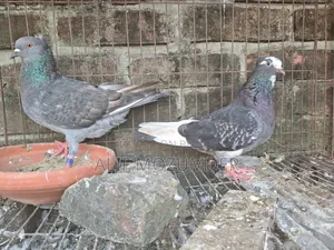 Giribaz Pigeon