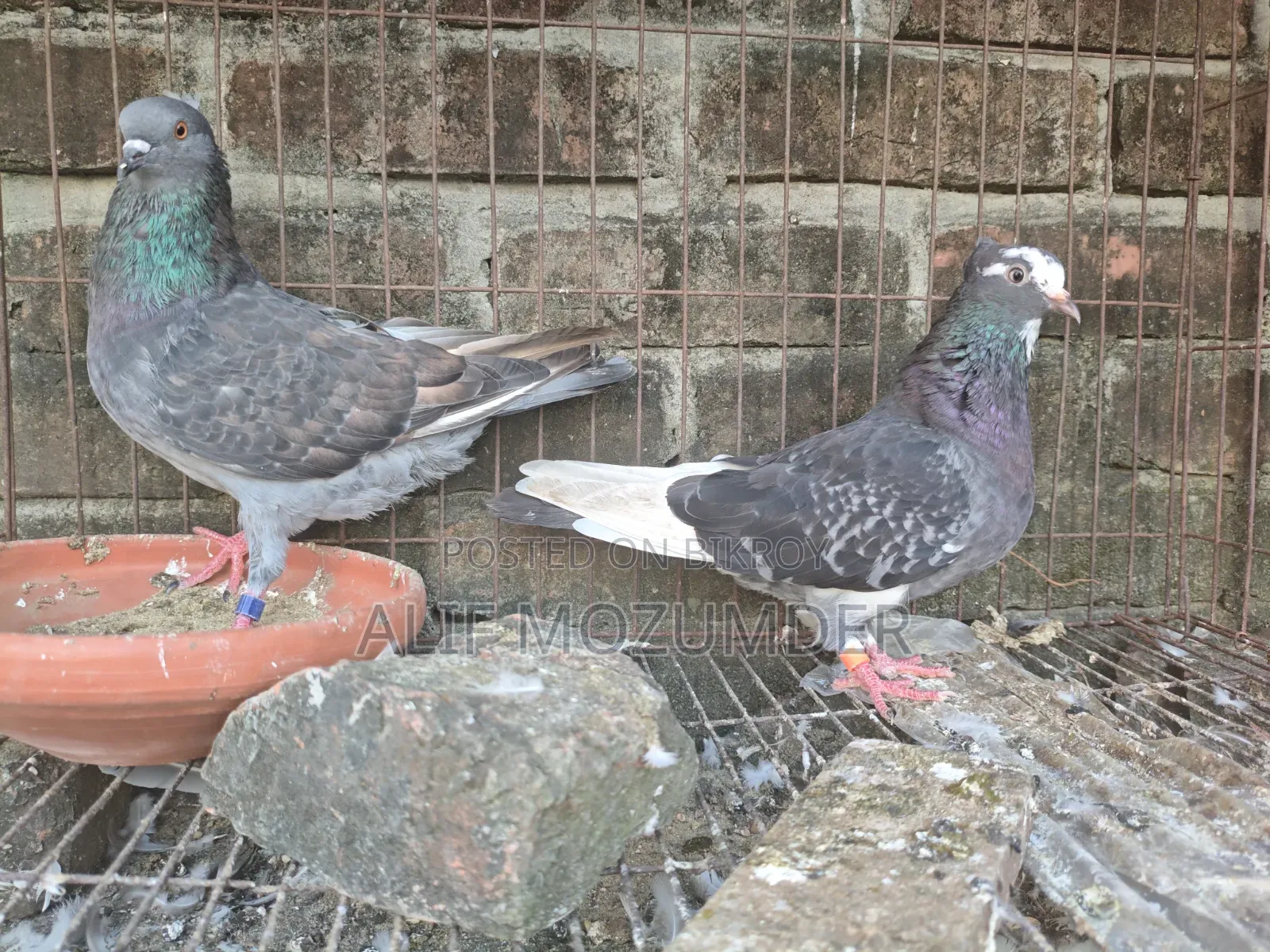 Giribaz Pigeon