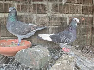 Giribaz Pigeon