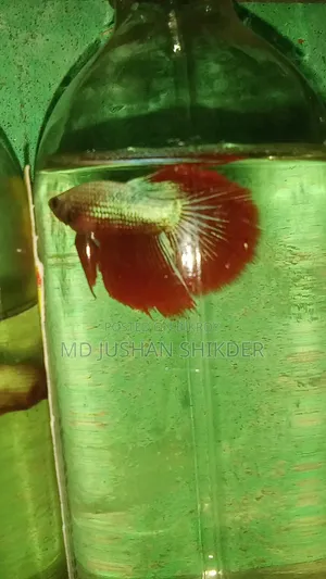 বেট্টা মেল ফিমেল পাইকারী