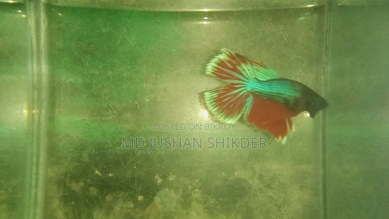 বেট্টা মেল ফিমেল পাইকারী