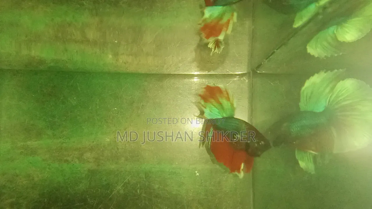 বেট্টা মেল ফিমেল পাইকারী