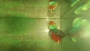 বেট্টা মেল ফিমেল পাইকারী