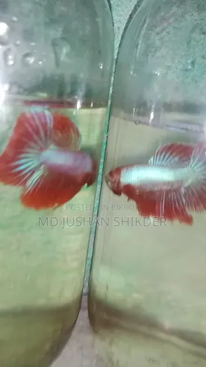 বেট্টা মেল ফিমেল পাইকারী