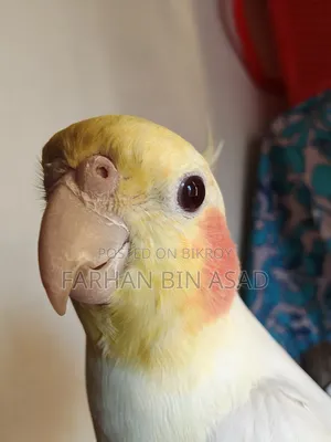 Male Cockatiel