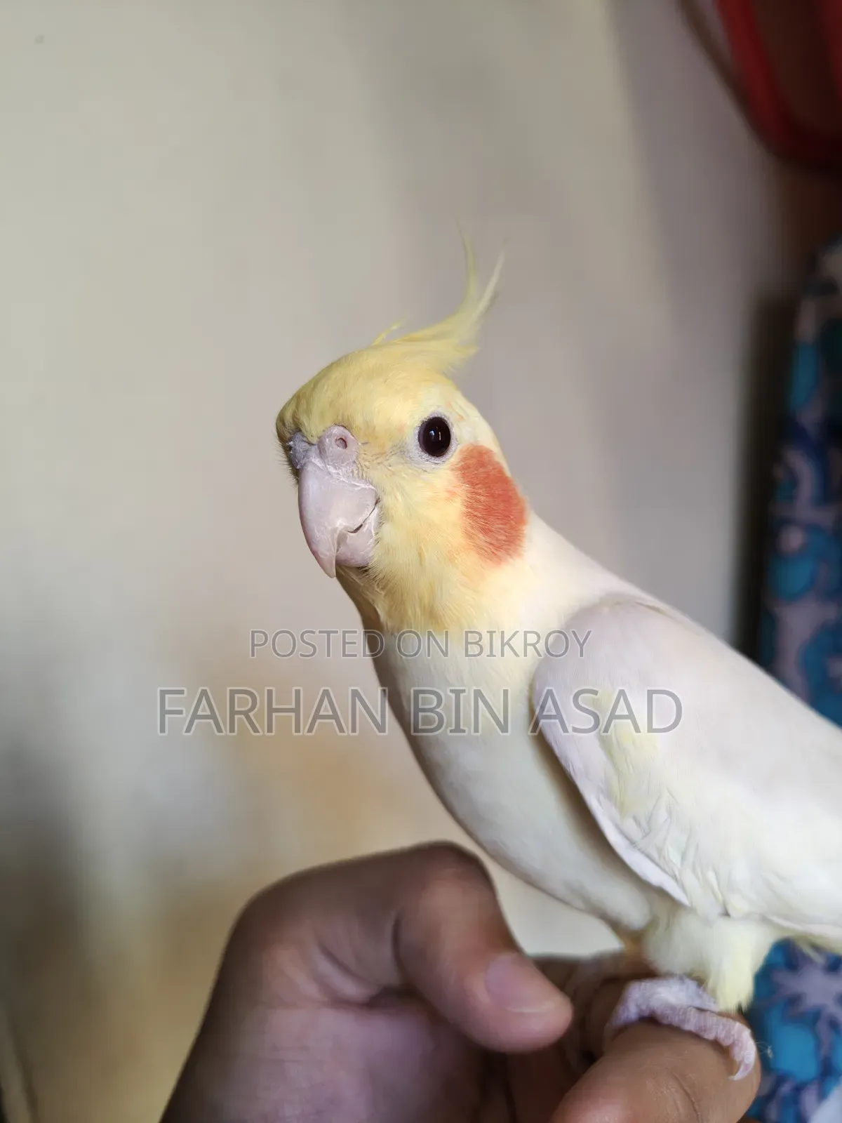 Male Cockatiel