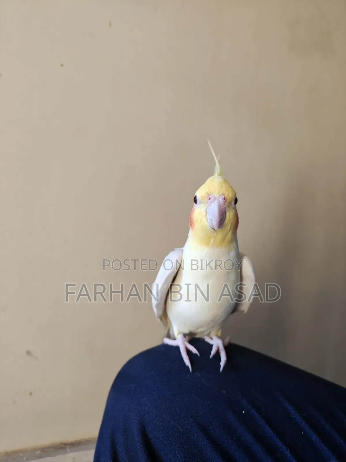 Male Cockatiel