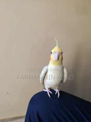 Male Cockatiel
