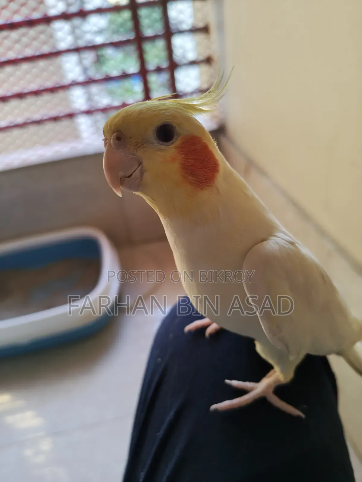 Male Cockatiel
