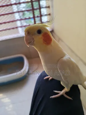 Male Cockatiel