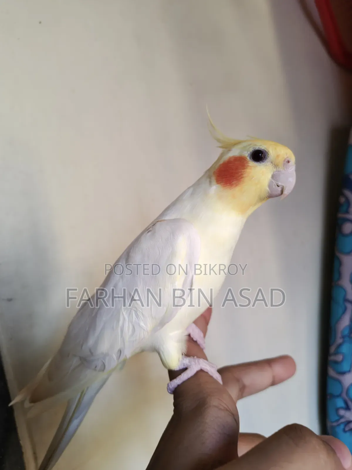 Male Cockatiel