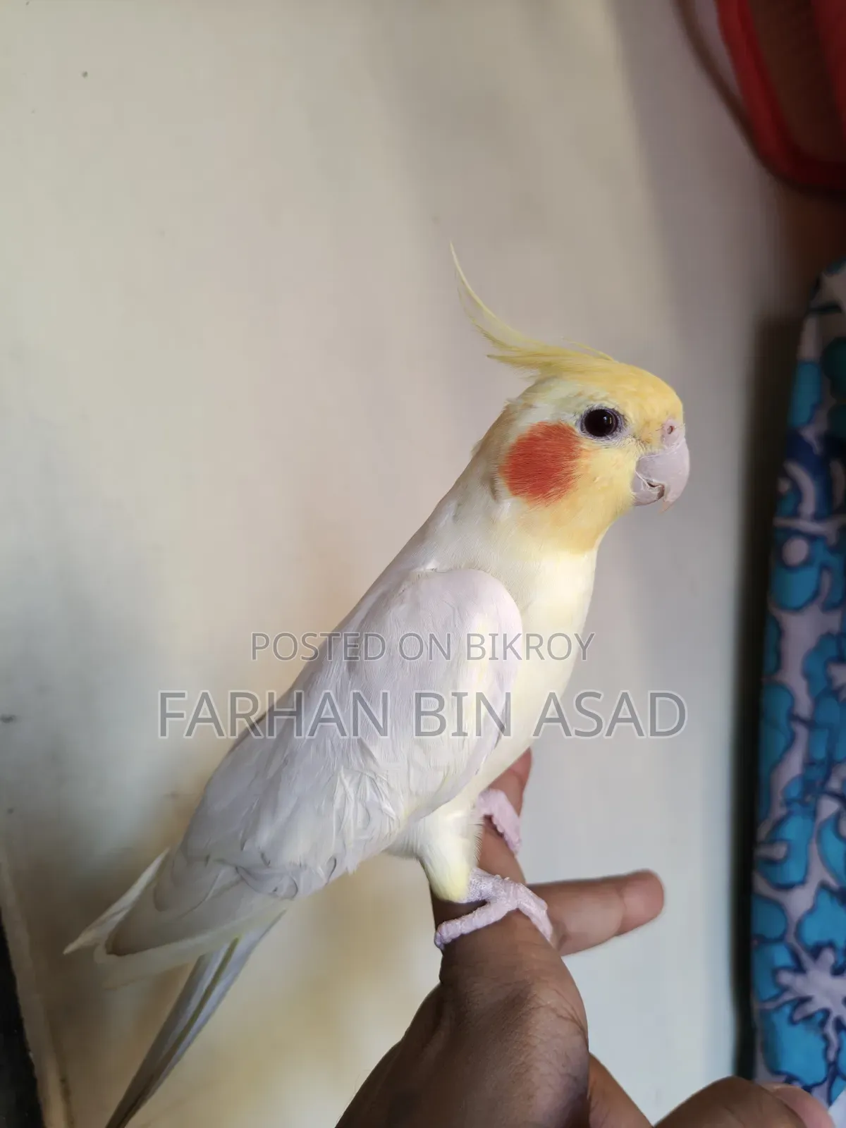 Male Cockatiel