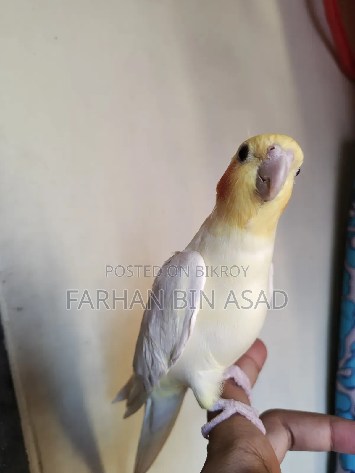 Male Cockatiel