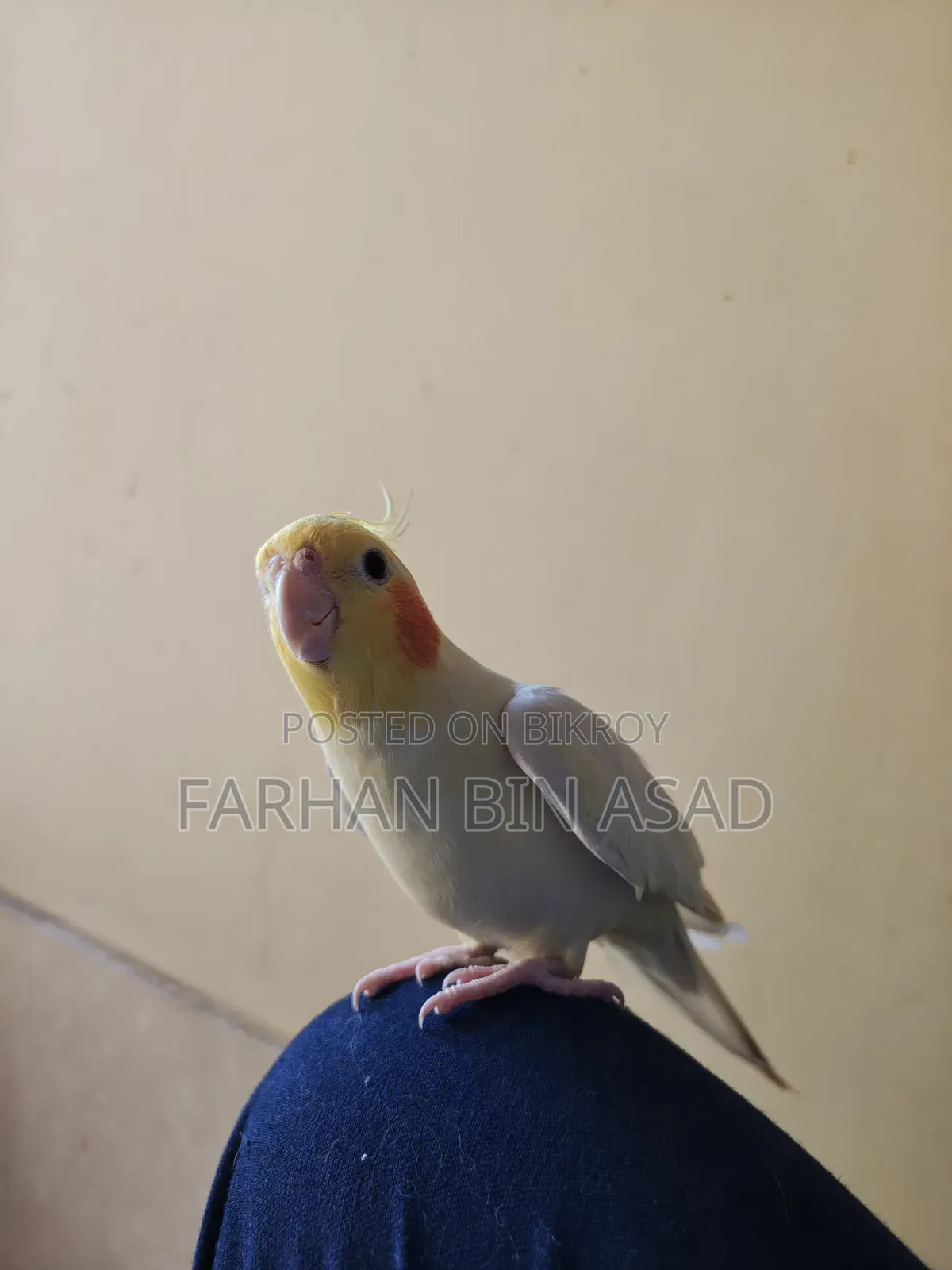 Male Cockatiel