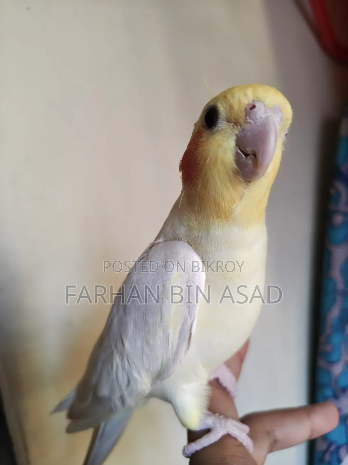 Male Cockatiel