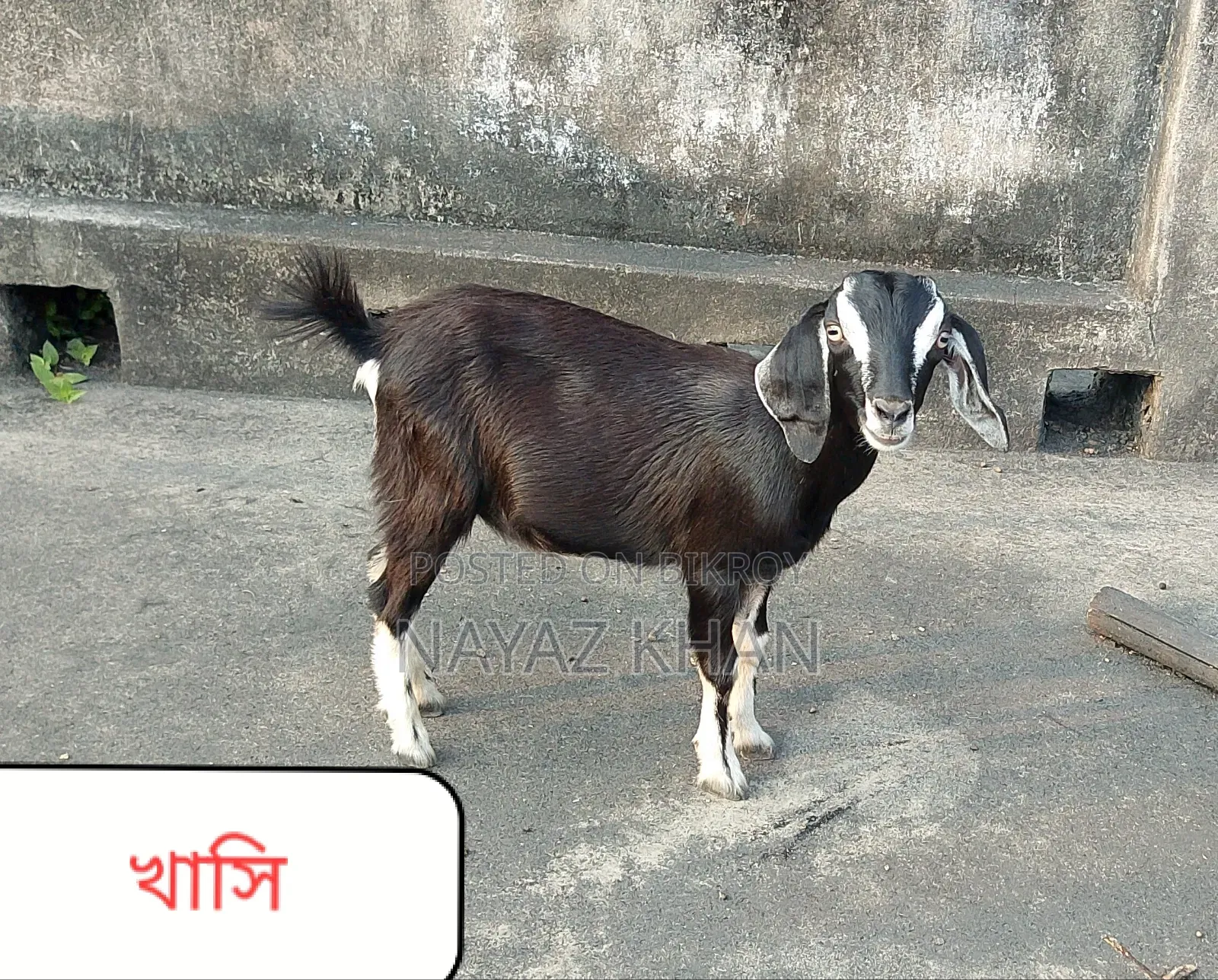 Black Bengal Castrated and Doe Goats